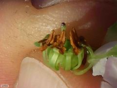 Erica glauca elegans