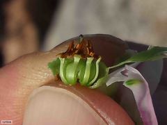 Erica glauca elegans