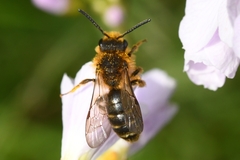 Andrena lagopus