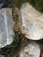 Pronolagus saundersiae