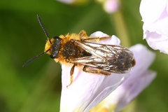 Andrena lagopus