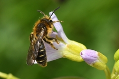 Andrena lagopus