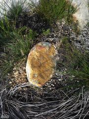 Pronolagus saundersiae