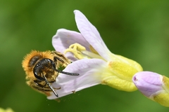Andrena lagopus