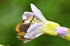 Andrena lagopus