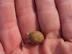 Pronolagus saundersiae