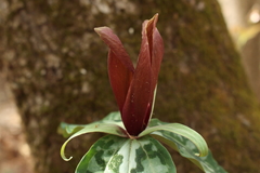 Trillium underwoodii