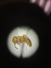Lasius arizonicus