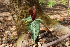 Trillium underwoodii