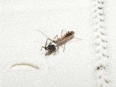 Prepops circummaculatus