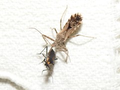 Prepops circummaculatus