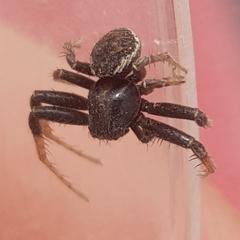 Thomisidae