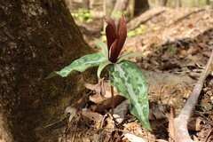 Trillium underwoodii