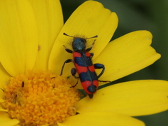 Trichodes affinis