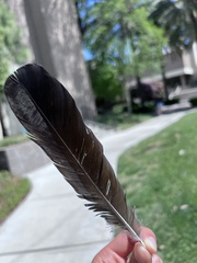 Corvus brachyrhynchos