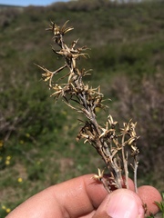 Ericameria parryi