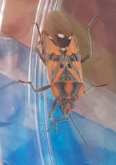 Spilostethus pandurus