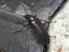 Eupsophulus