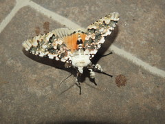 Bathyra sagata