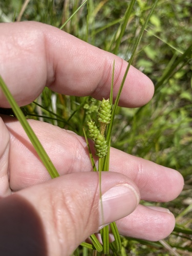 Hirsute sedge (Carex complanata)