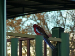 Platycercus elegans elegans