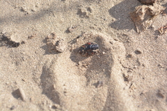 Spilodiscus instratus