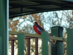 Platycercus elegans elegans