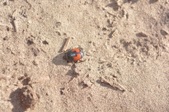 Spilodiscus instratus