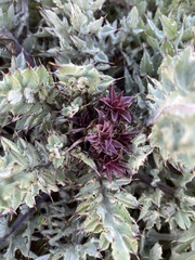 Cirsium fontinale