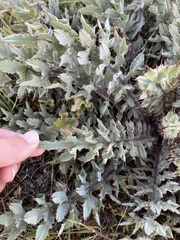 Cirsium fontinale