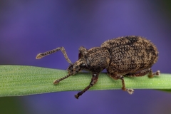 Otiorhynchus singularis