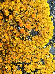 Xanthomendoza fallax