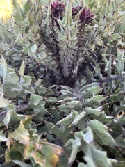 Cirsium fontinale