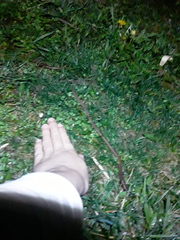 Lumbricus terrestris