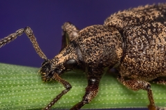 Otiorhynchus singularis