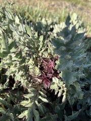 Cirsium fontinale