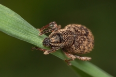 Otiorhynchus singularis