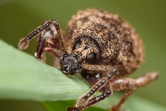 Otiorhynchus singularis