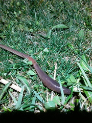 Lumbricus terrestris
