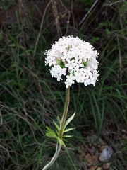 Valeriana italica