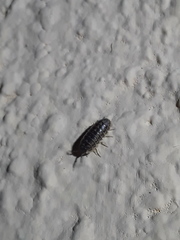 Armadillidium versicolor