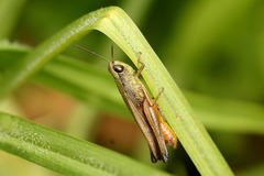 Amblytropidia australis