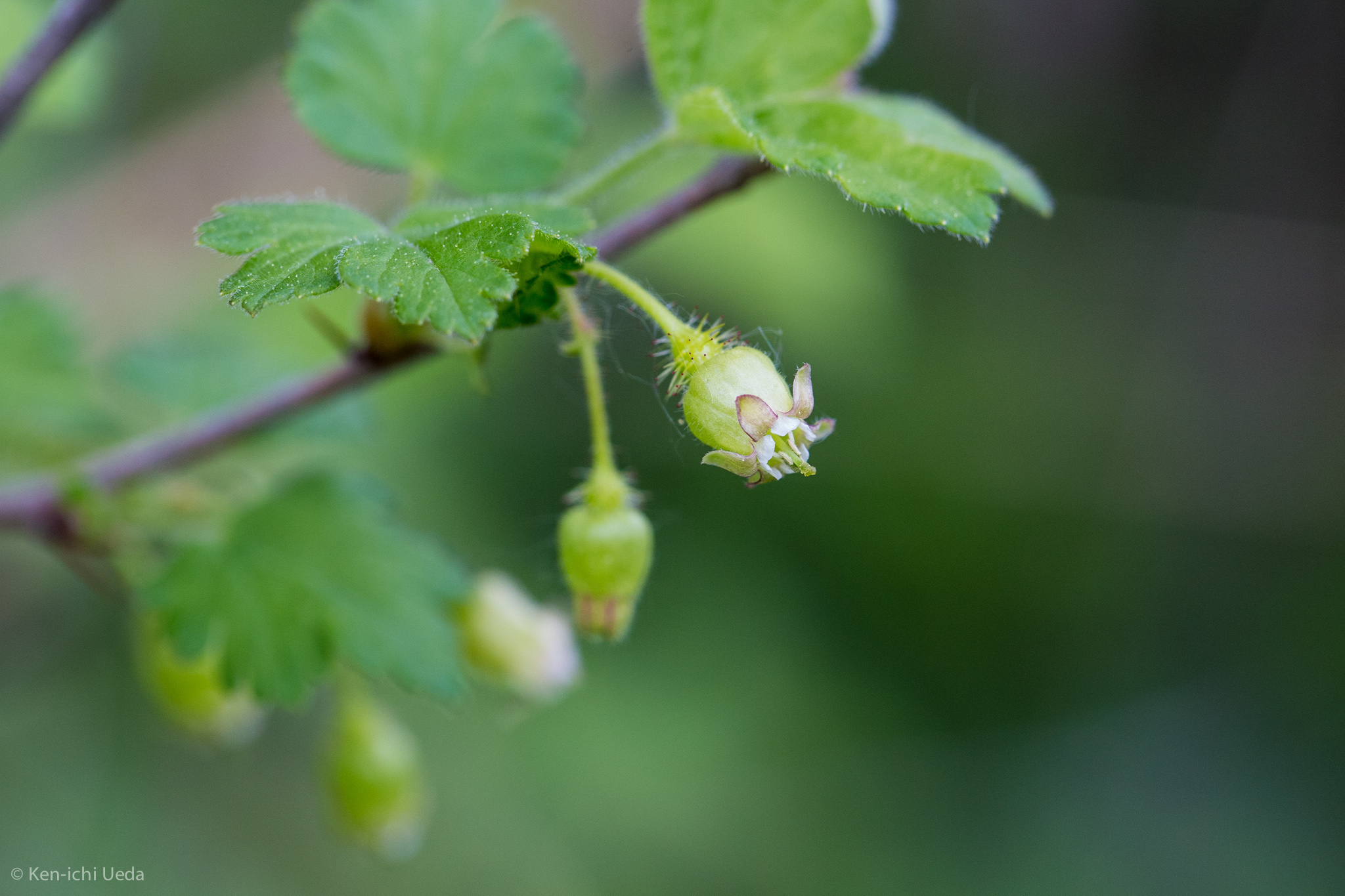 Ribes cynosbati