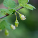Prickly Gooseberry - Photo (c) Ken-ichi Ueda, some rights reserved (CC BY), uploaded by Ken-ichi Ueda