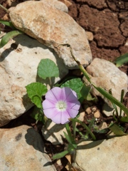 Convolvulus coelesyriacus