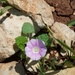 Convolvulus coelesyriacus - Photo (c) Nasser Halaweh, some rights reserved (CC BY), uploaded by Nasser Halaweh