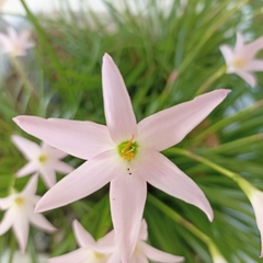 Zephyranthes