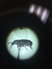 Conibius