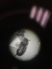 Conibius