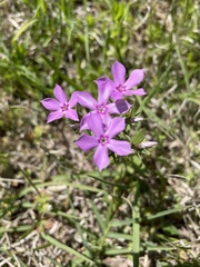 Phlox cuspidata